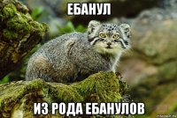 ебанул из рода ебанулов