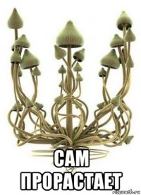 сам прорастает