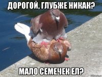 дорогой, глубже никак? мало семечек ел?
