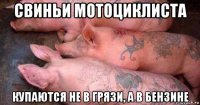 свиньи мотоциклиста купаются не в грязи, а в бензине