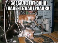 заебал этот ваня! налейте валерианки! 
