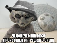  человеческий мозг произошел от грецкого ореха
