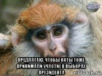  предлагаю, чтобы коты тоже принимали участие в выборах президента