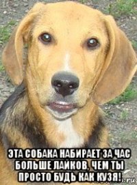  эта собака набирает за час больше лайков, чем ты просто будь как кузя!