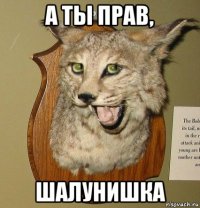 а ты прав, шалунишка