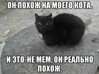 он похож на моего кота. и это-не мем, он реально похож.
