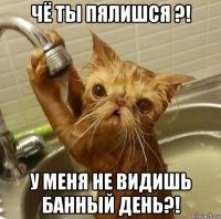 чё ты пялишся ?! у меня не видишь банный день?!