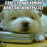 совесть как хомяк, или спит или грызет 