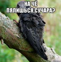 на чё пялишься,сучара? 