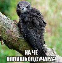  на чё пялишься,сучара?