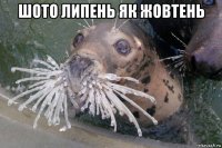 шото липень як жовтень 
