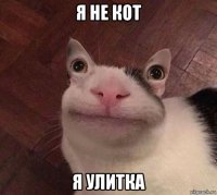 я не кот я улитка