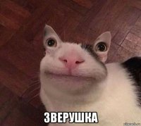  зверушка