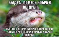 быдра - помесь бобра и выдры обитает в дебрях тундры, бодро тибрит ядра кедра в вёдрах и дробит добро в недрах