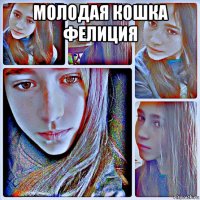 молодая кошка фелиция 