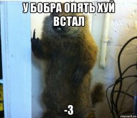 у бобра опять хуй встал -3