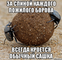 за спиной каждого пожилого борова всегда кроется обычный сашка