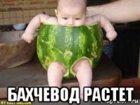  бахчевод растет