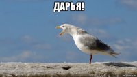 дарья! 