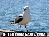  я тебя сама бахну, сука!
