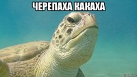 черепаха какаха 