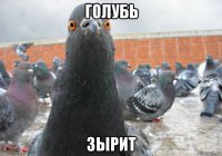 голубь зырит