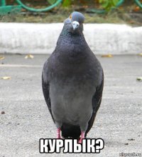  курлык?