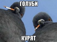 голуби курят