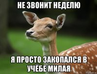 не звонит неделю я просто закопался в учёбе милая