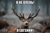 я не олень! я евгений!