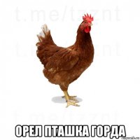  орел пташка горда