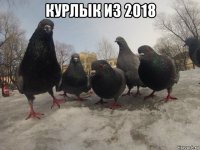 курлык из 2018 