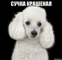 сучка крашеная 
