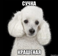 сучка крашеная