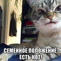  семейное положение: есть кот!