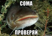 сома проверяй
