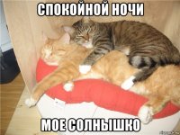 спокойной ночи мое солнышко