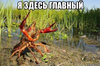 я здесь главный 