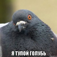  я тупой голубь