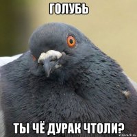 голубь ты чё дурак чтоли?