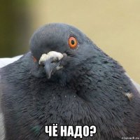  чё надо?