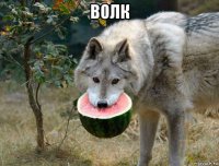 волк 