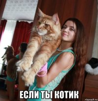  если ты котик