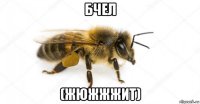 бчел (жюжжжит)