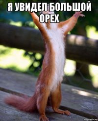 я увидел большой орех 