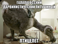 галапагосский дарвинистический питушиный птицелёт