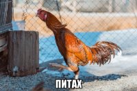  питах