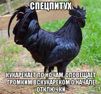 спецпитух кукарекает по ночам, оповещает громким вскукареком о начале отключки