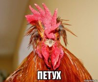  петух