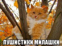  пушистики милашки